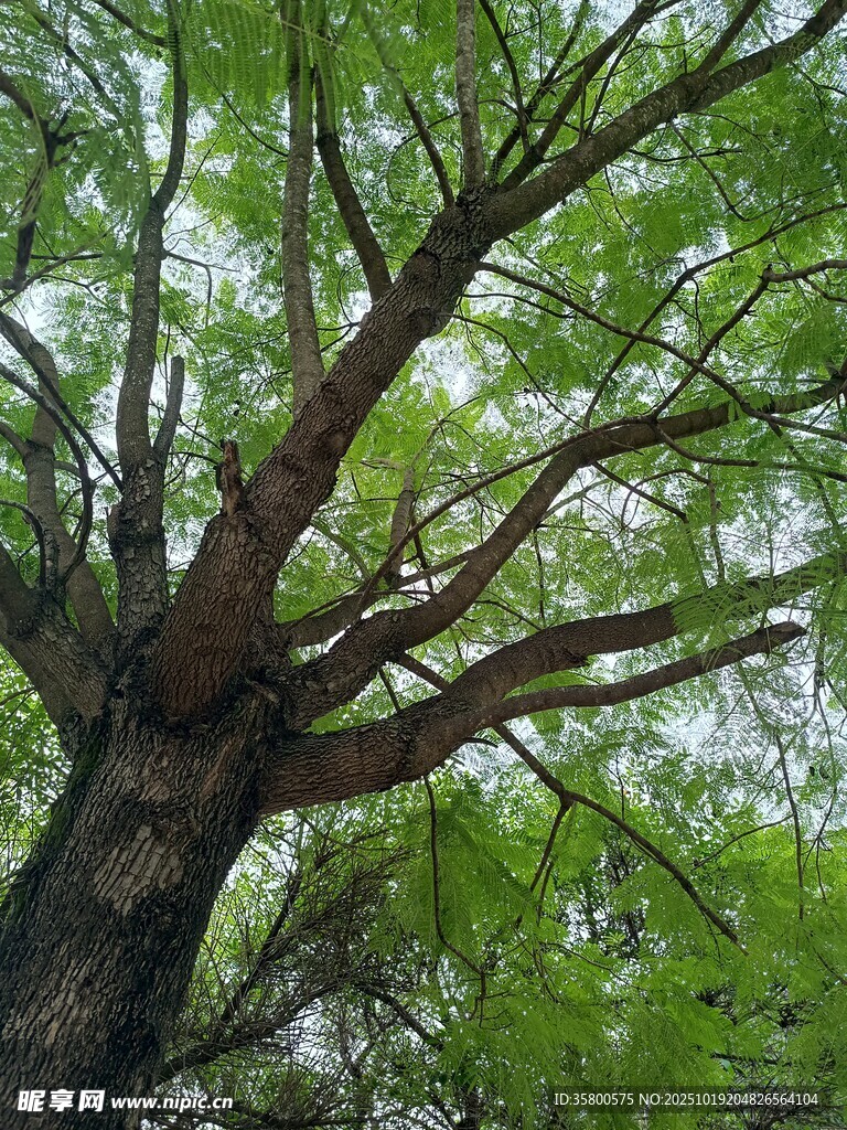 粗壮繁茂的大树