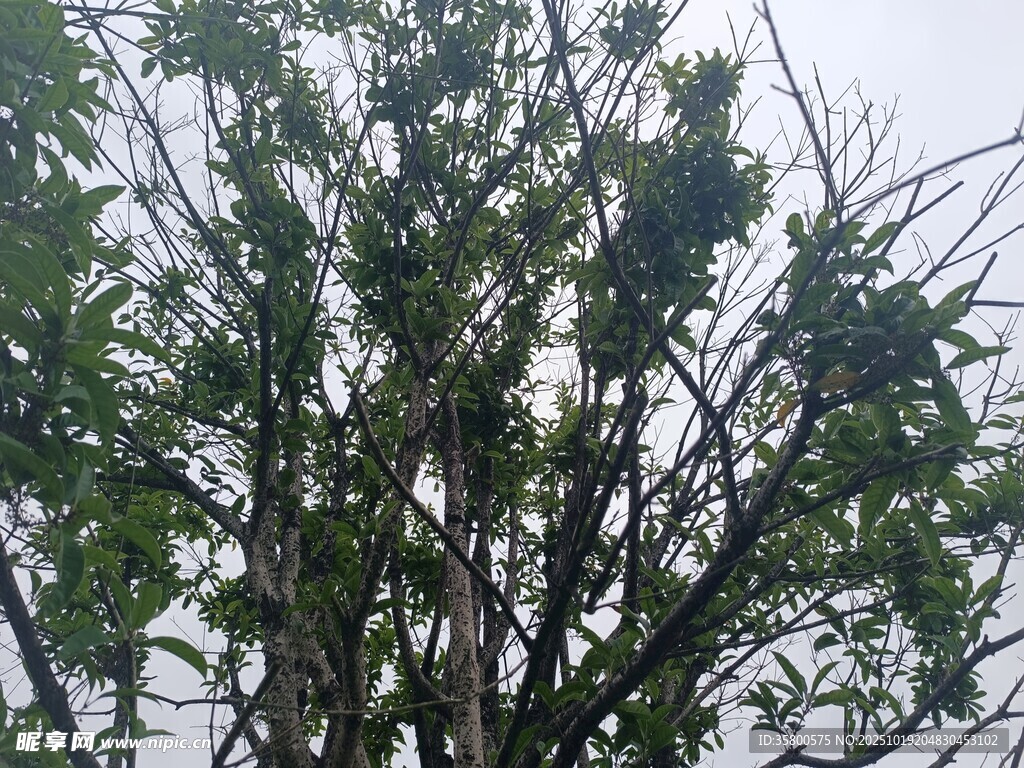 枝叶繁茂的树木景象