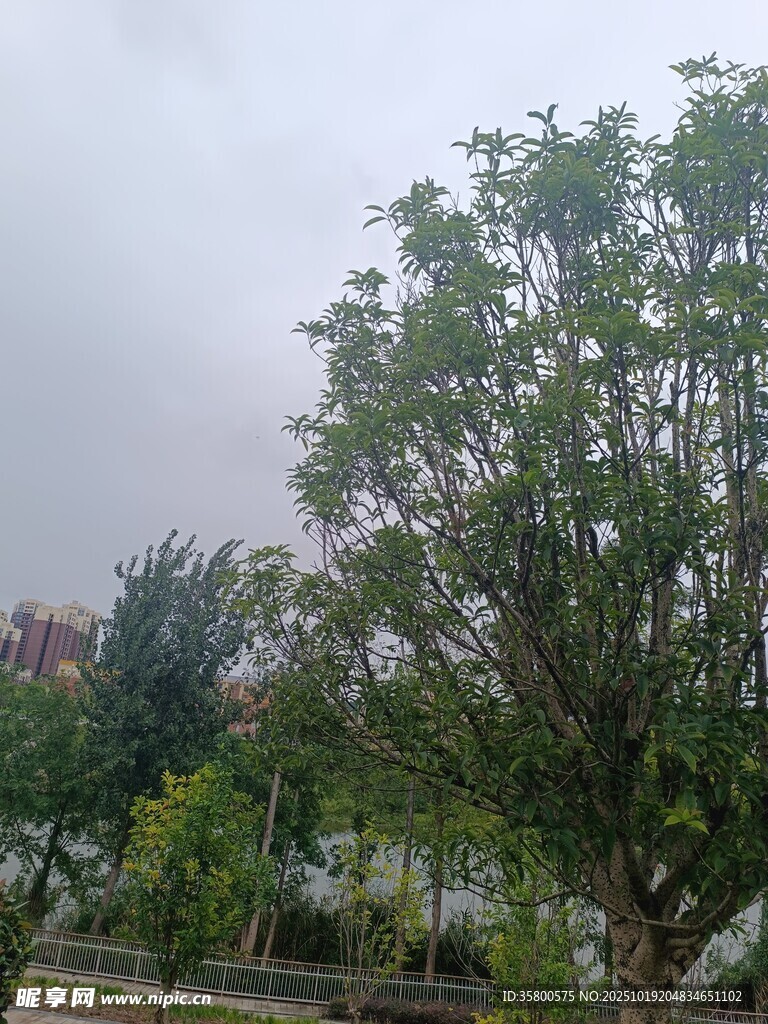 户外葱郁树木景观