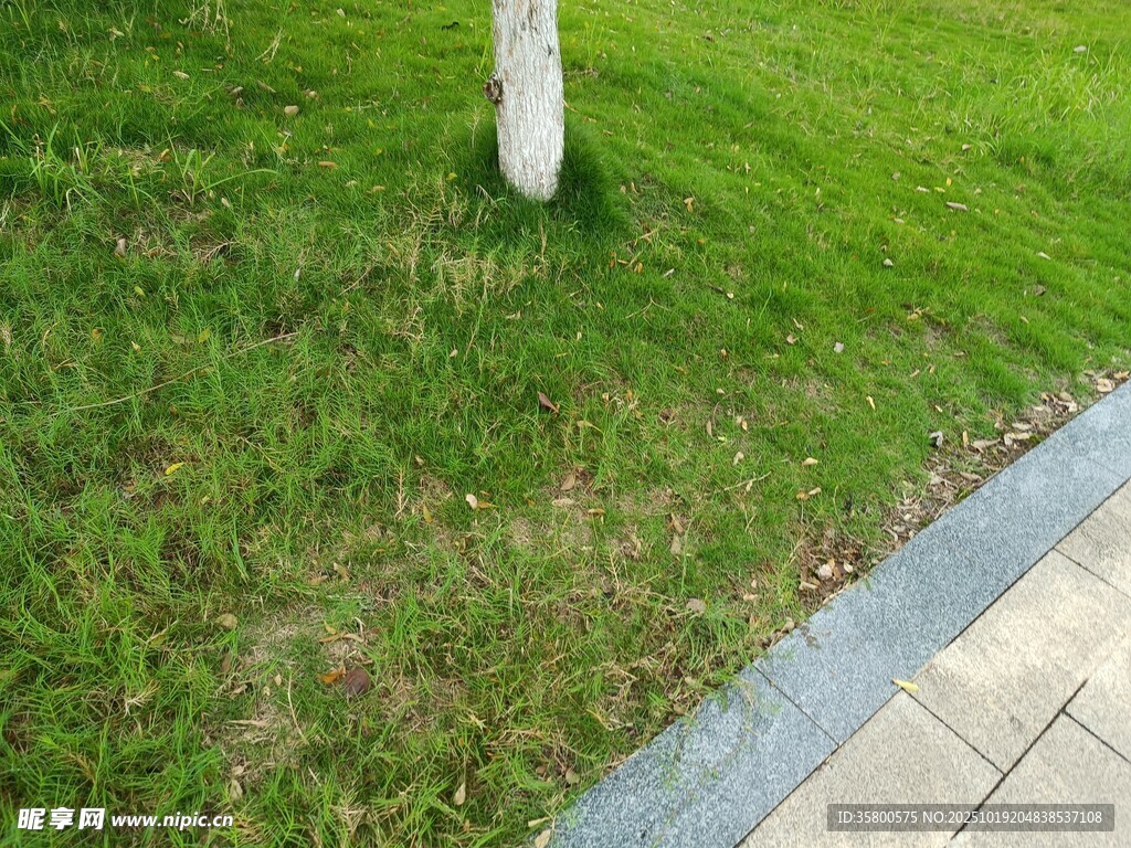 路边草坪与灰白树干景象