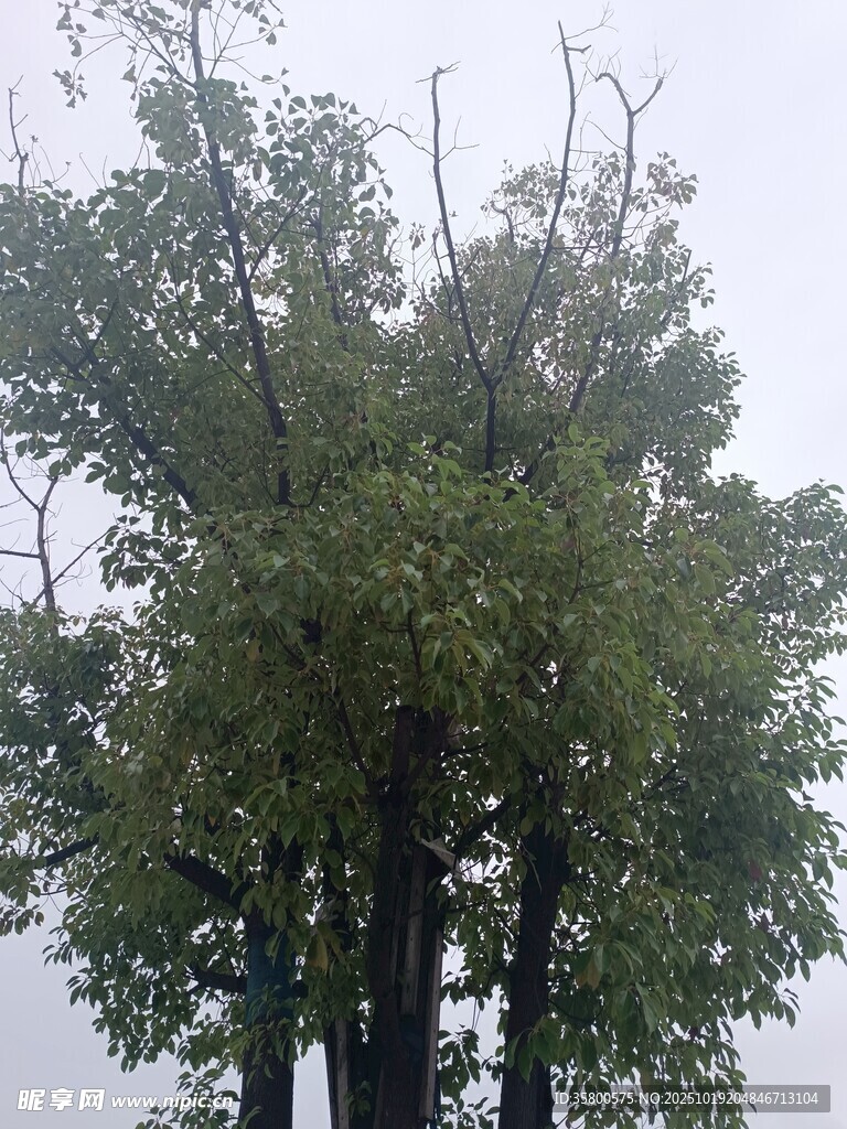 高大葱郁的树木景观