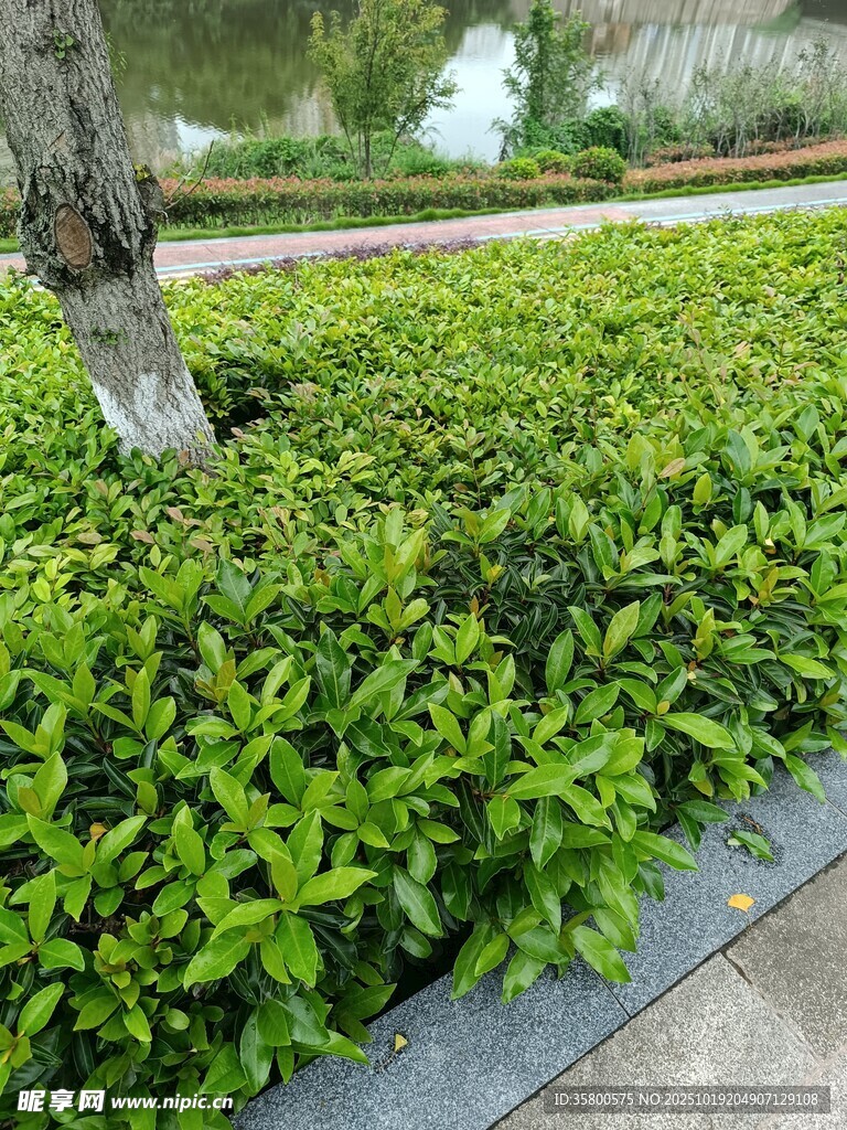 翠绿灌木景观
