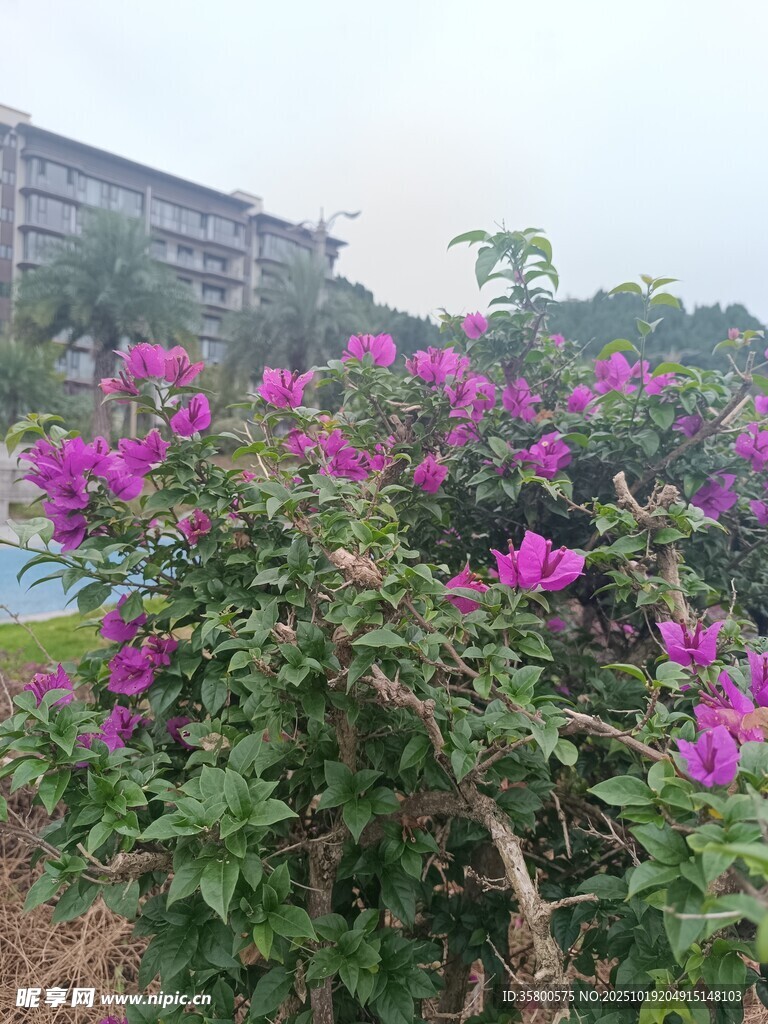 繁花绽放的户外景致