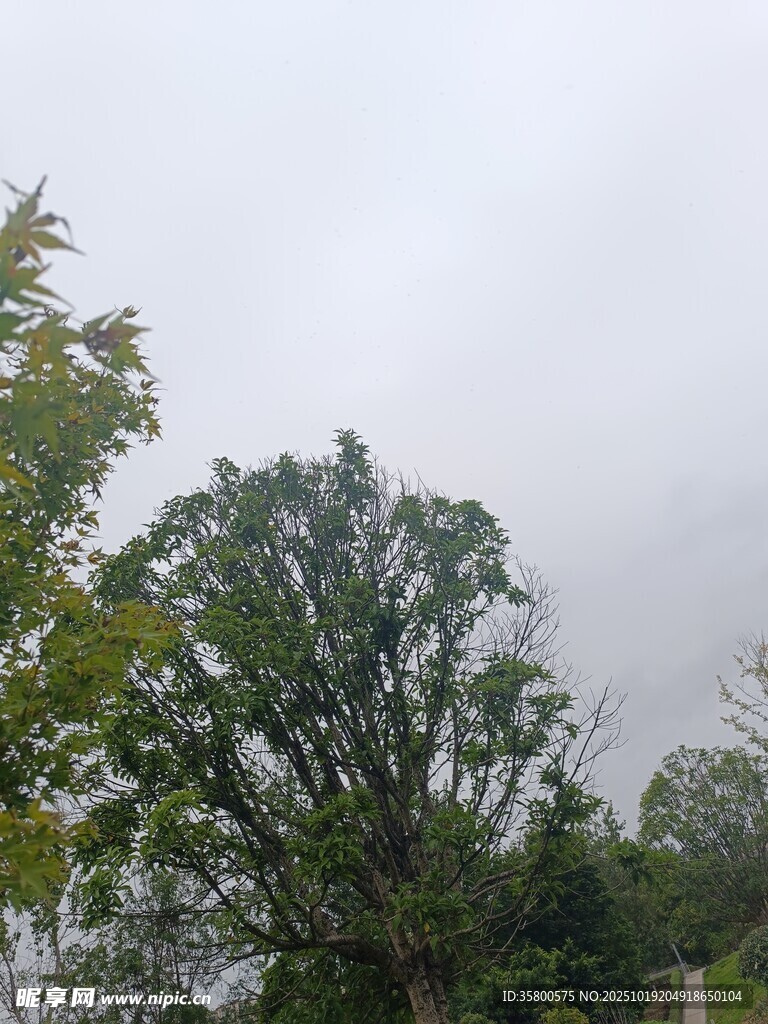 阴天中的葱郁树木