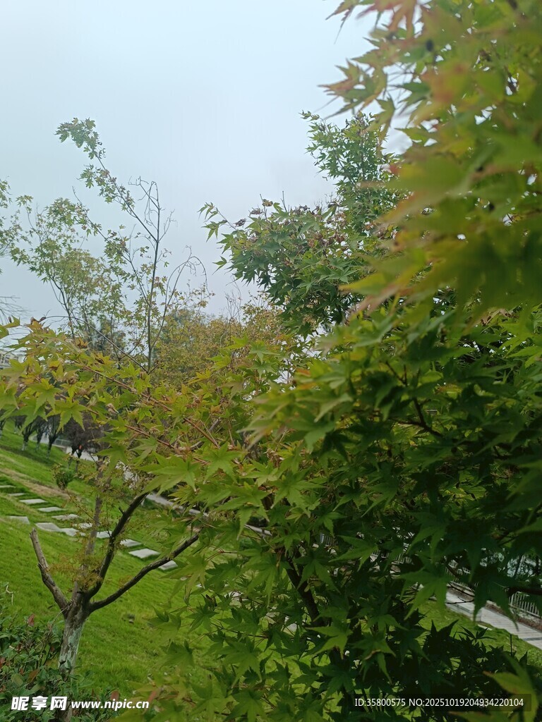 秋日林间景致