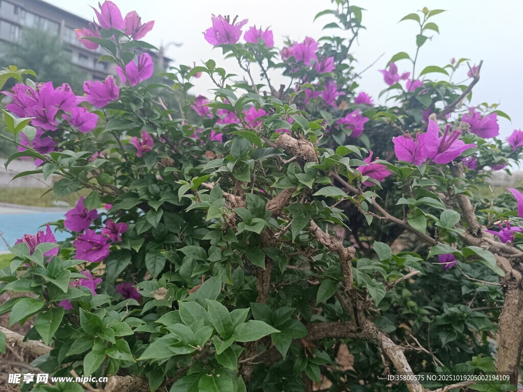 绽放的紫色三角梅