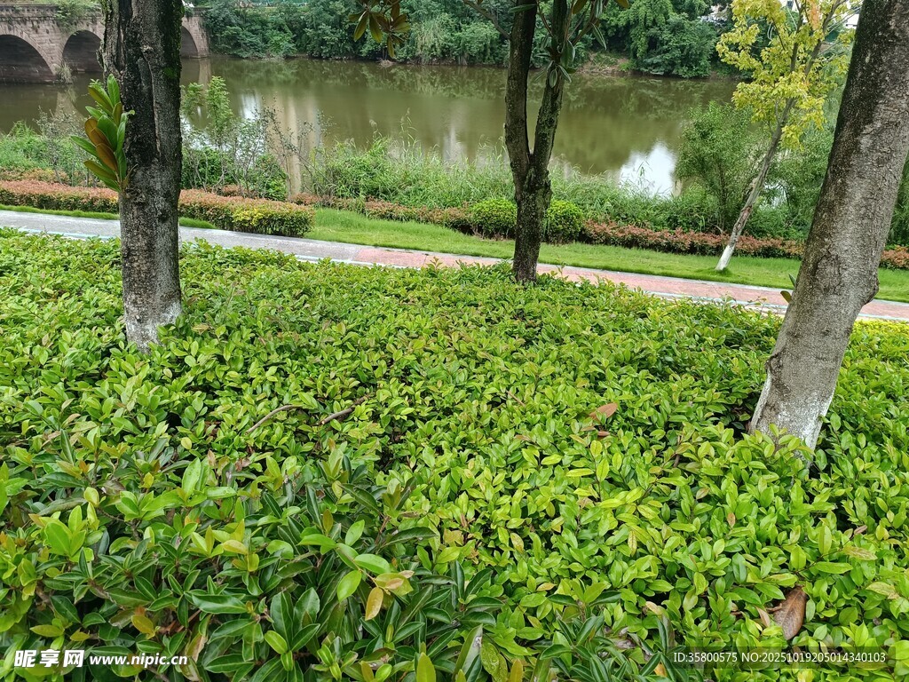 河畔绿植景观