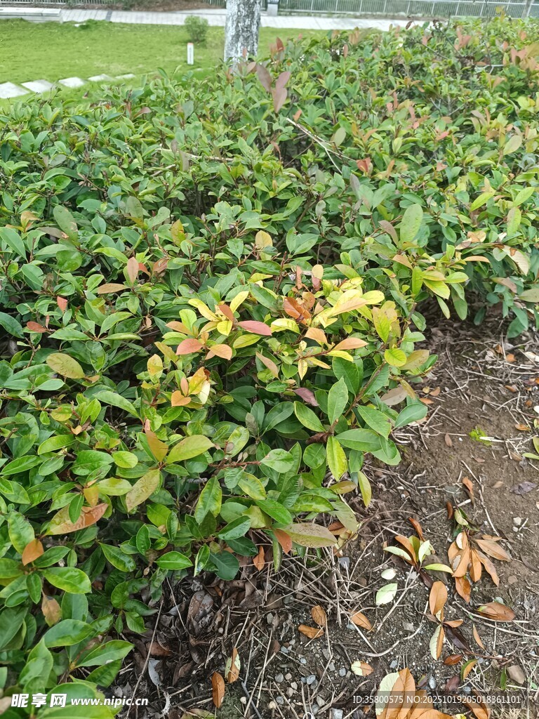 绿叶繁茂的植物景观