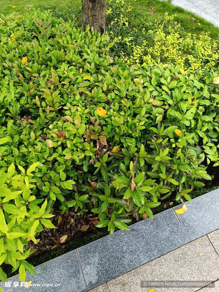 路边翠绿繁茂的灌木丛