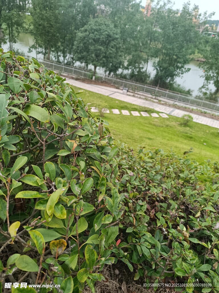 绿意盎然的户外植物景观