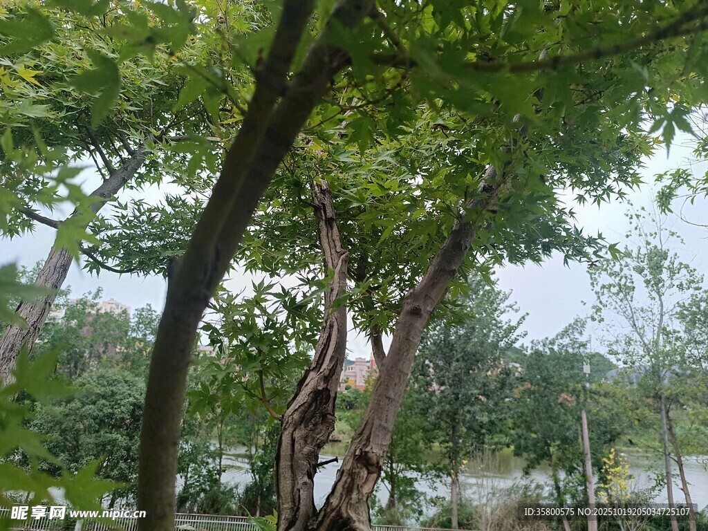 绿荫下的自然景致