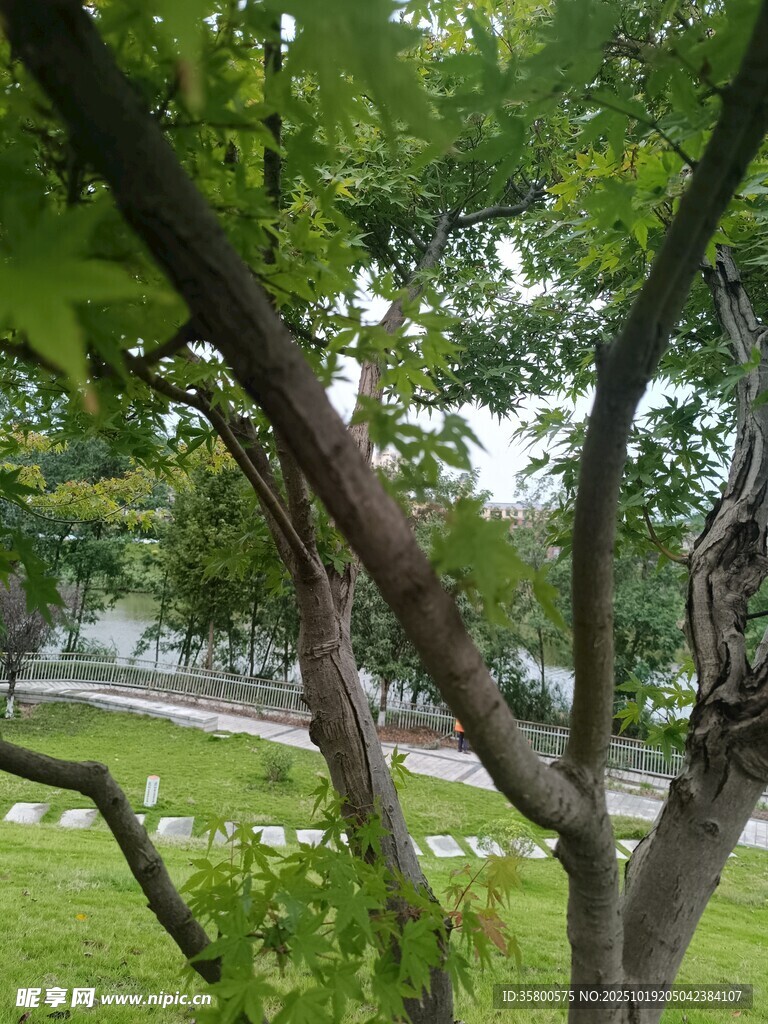 绿树成荫下的户外景致