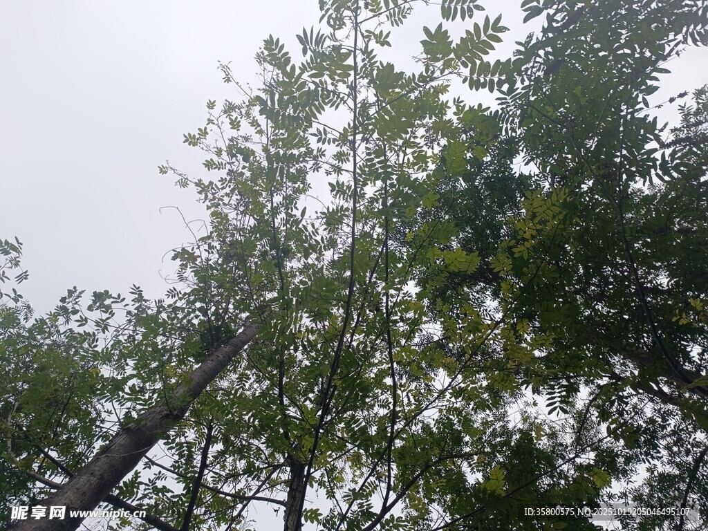 树林中的树木与天空景象