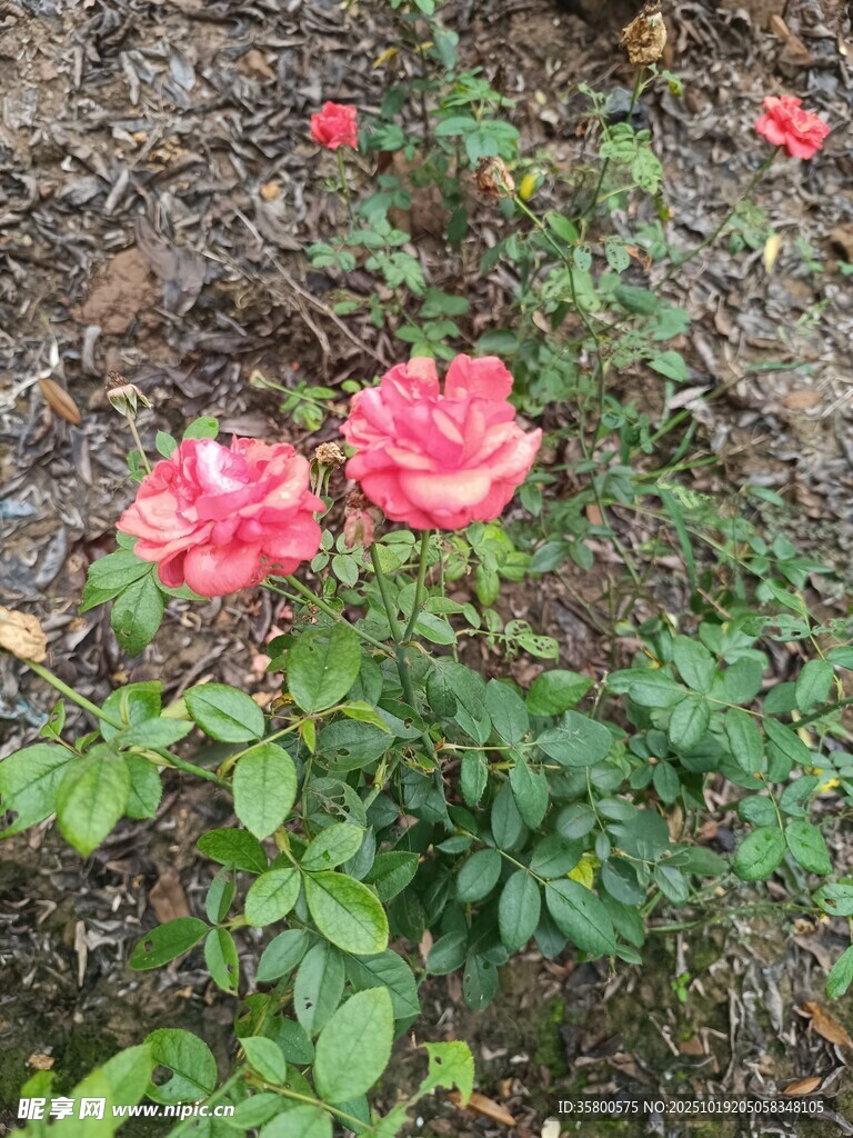 花园中绽放的娇艳红玫瑰
