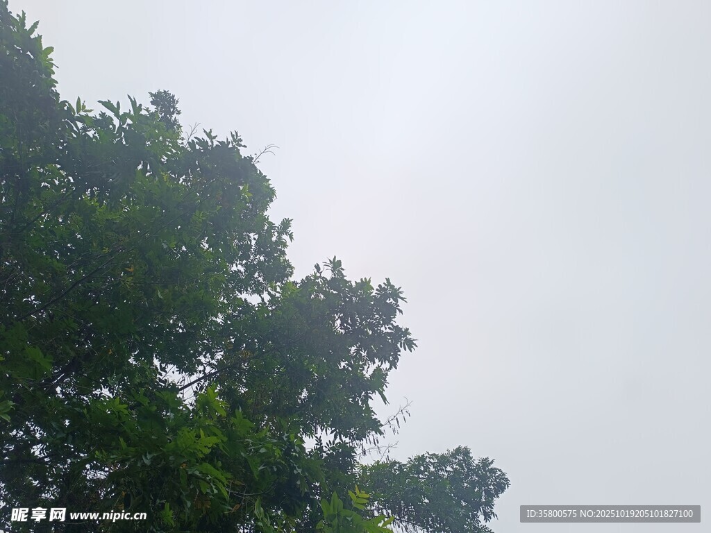 仰视绿树与灰白天空