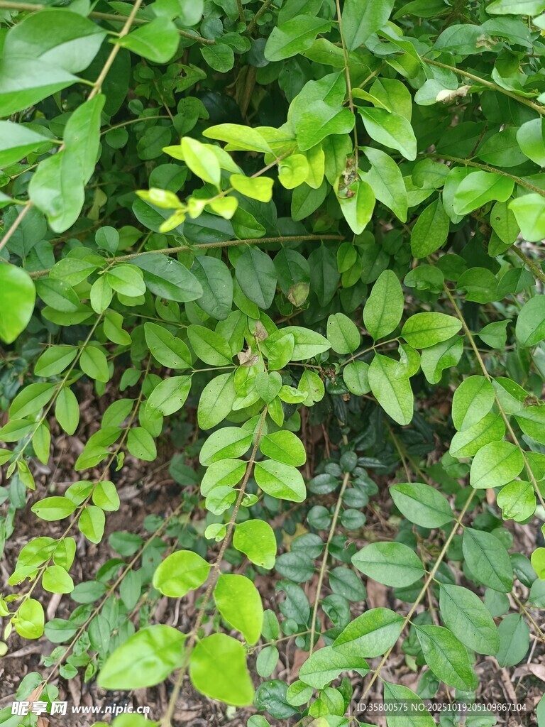 翠绿繁茂的植物景观