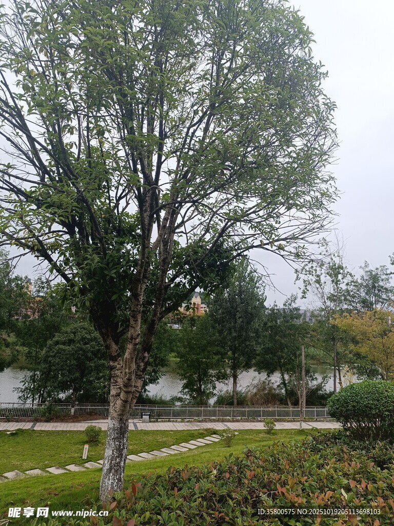 户外树木与草地景观