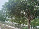 路边葱郁树木景色