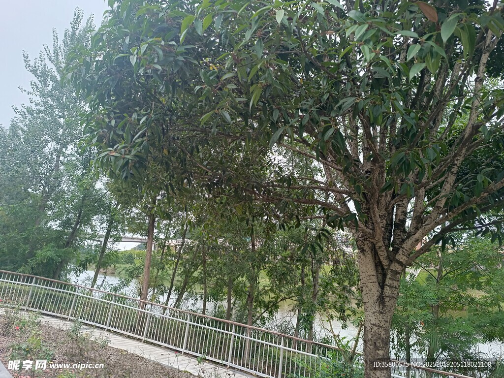 路边葱郁树木景色