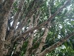 繁茂大树的枝干与绿叶