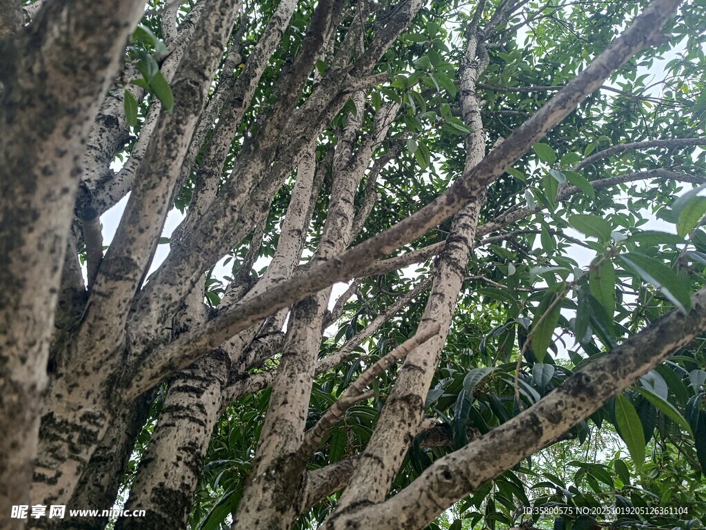 繁茂大树的枝干与绿叶