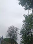阴天中的树木与朦胧远景