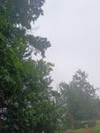 山林间的朦胧绿意