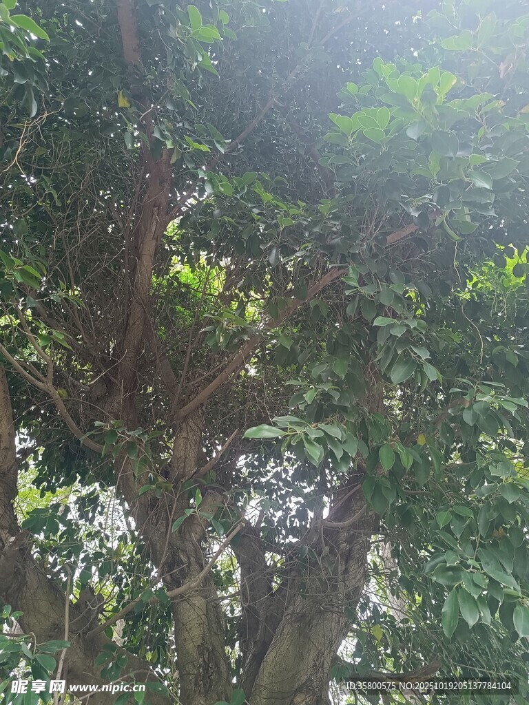 茂密树林中的自然景致