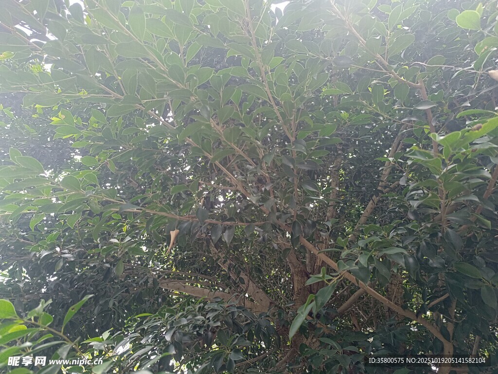 雾气中的茂密绿植