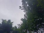 仰视茂密树林绿意景象