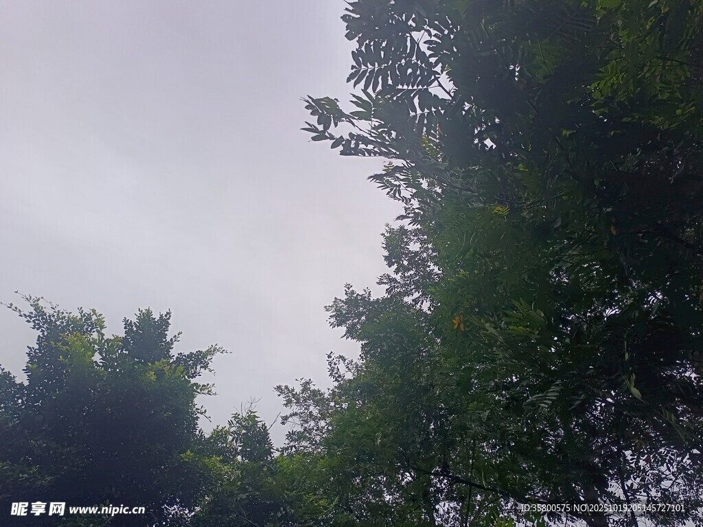 仰视茂密树林绿意景象
