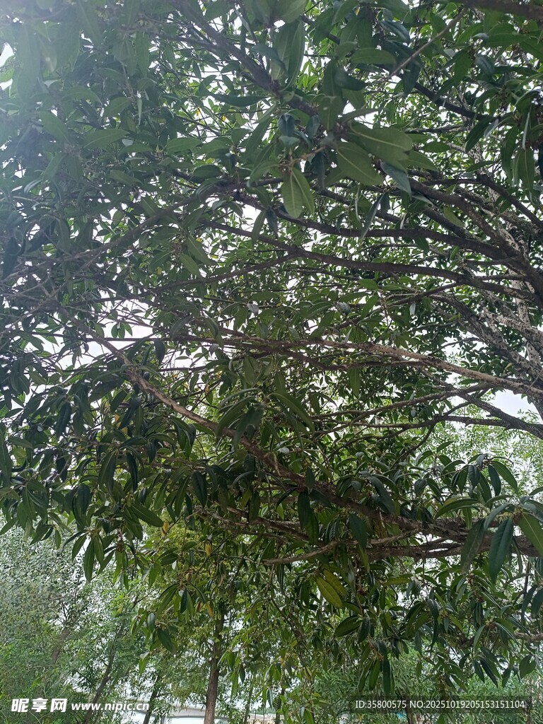 繁茂绿树 
