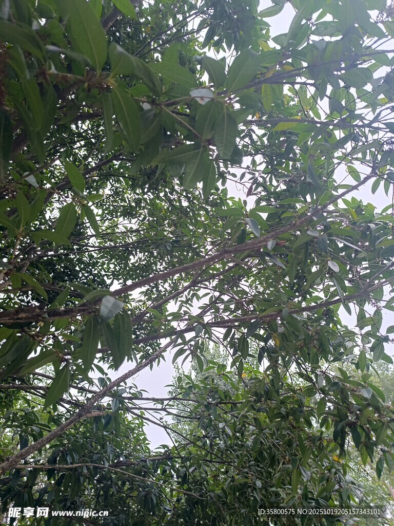 仰视繁茂枝叶景观
