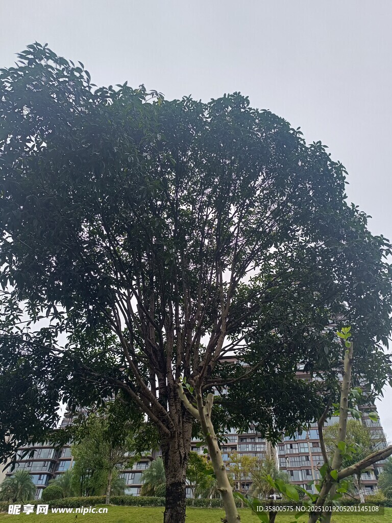 高大繁茂的户外树木景观