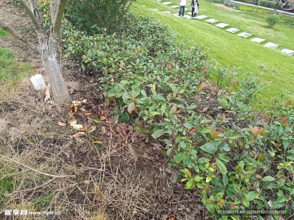 路边绿植景观