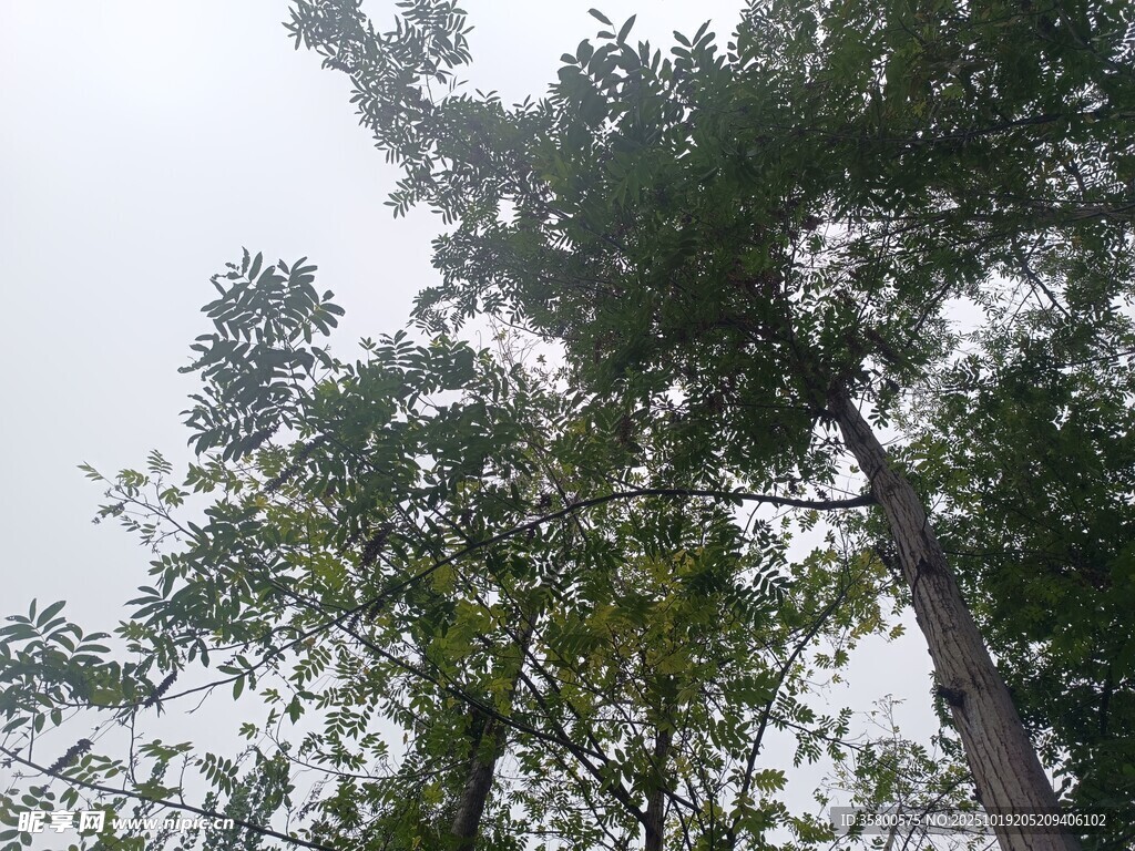 仰视茂密树林树冠景象