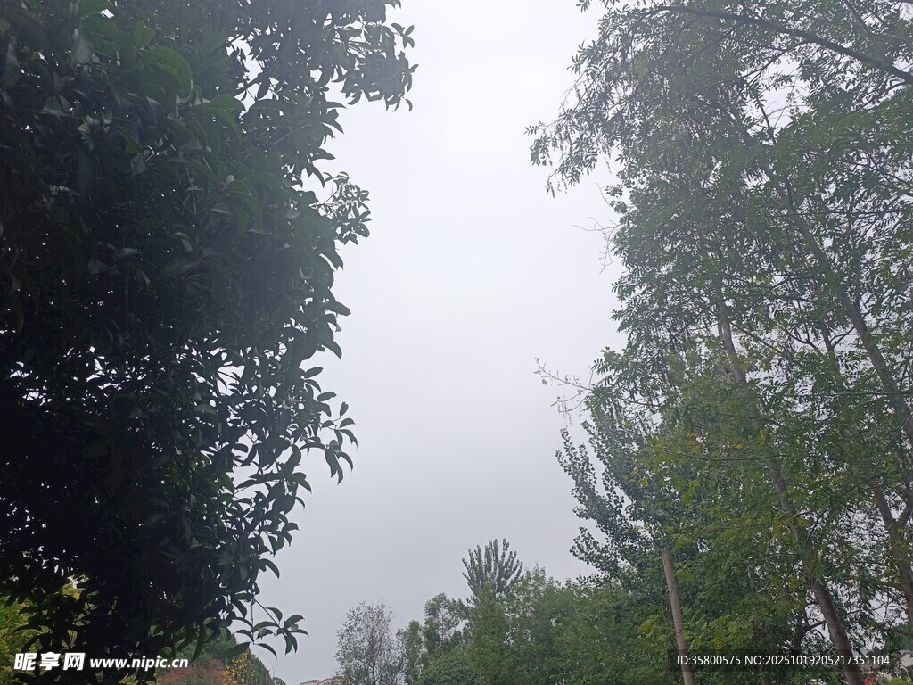 仰视茂密树林天空景象