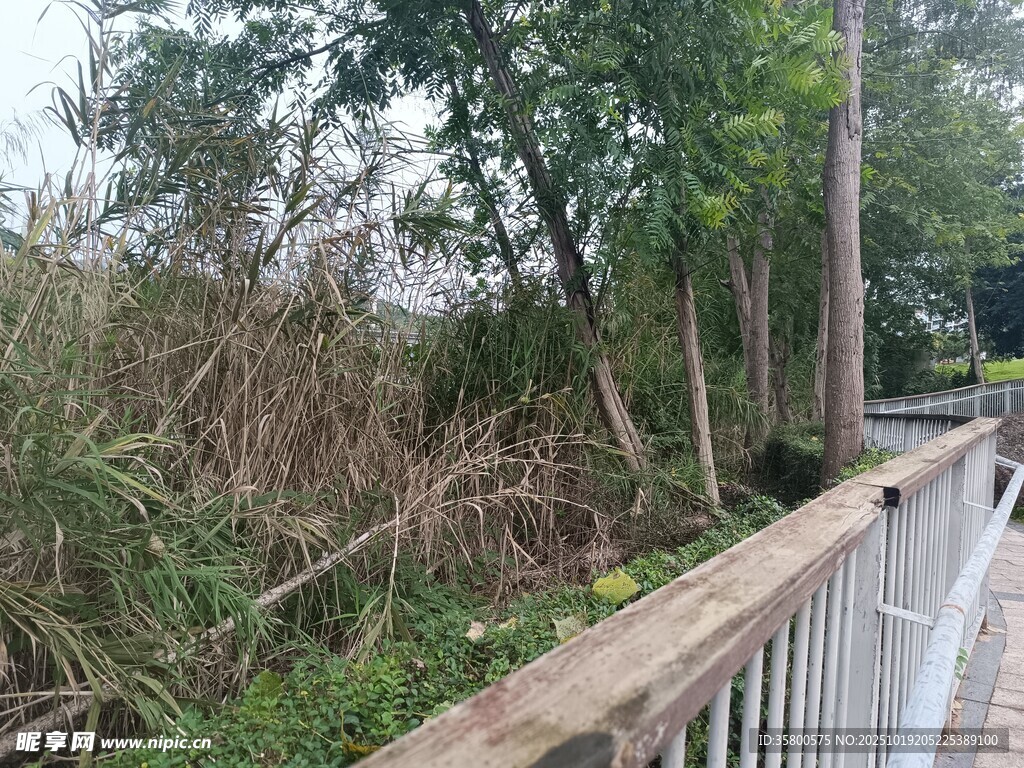 林间木栈道 