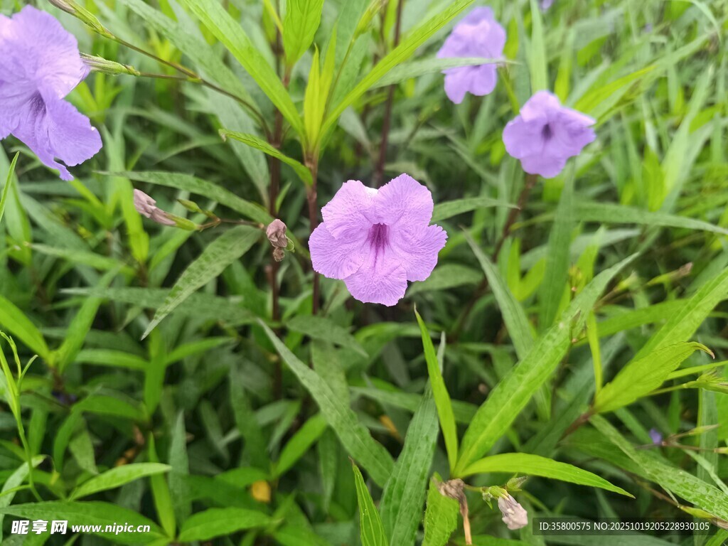 紫色小花绽放于绿丛中