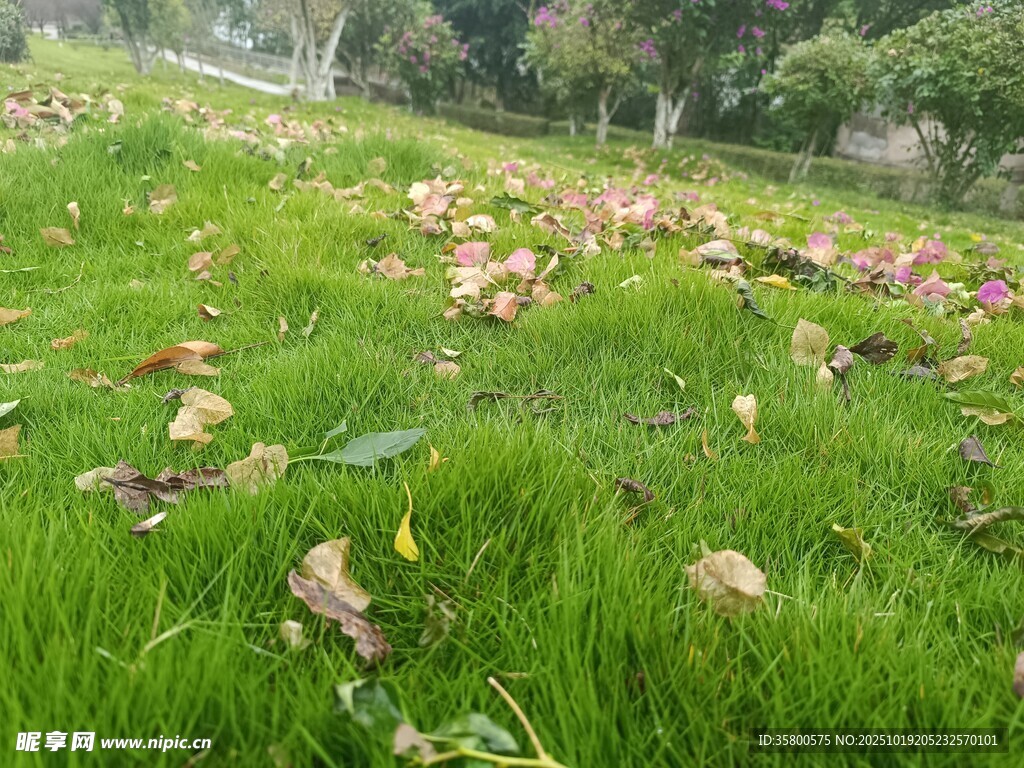 草地上的缤纷落叶