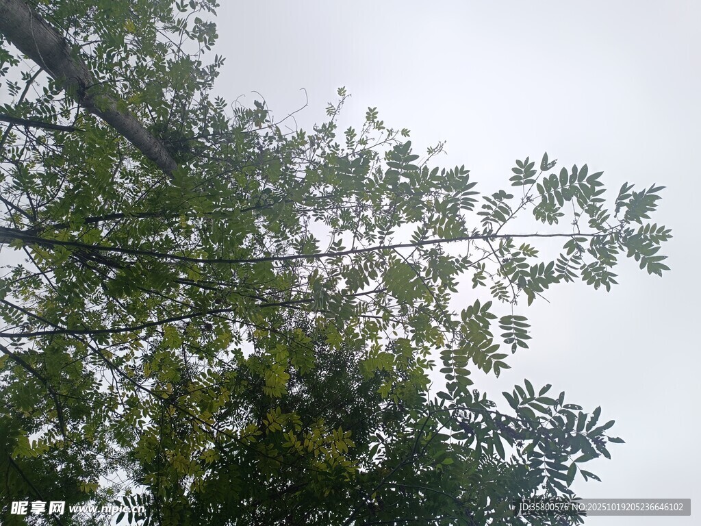 仰视繁茂绿树