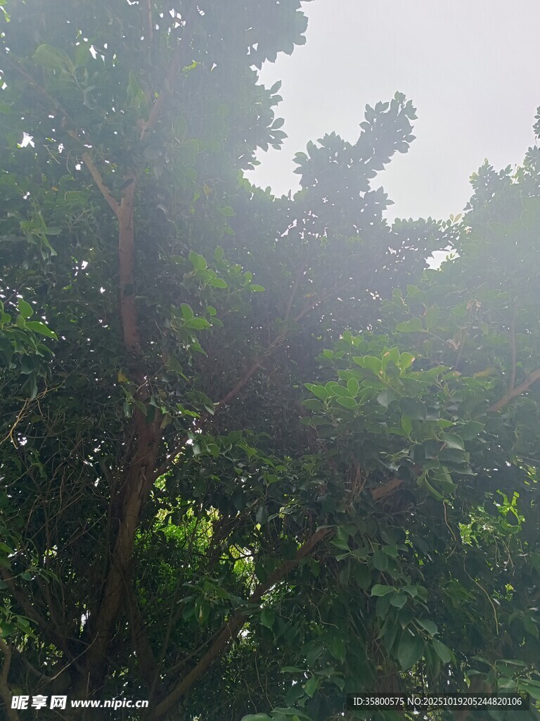 阳光穿透枝叶的绿意景象