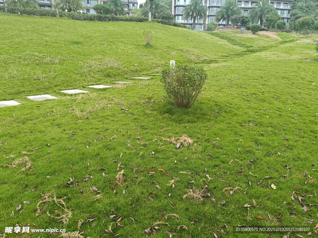 绿意盎然的草地景观