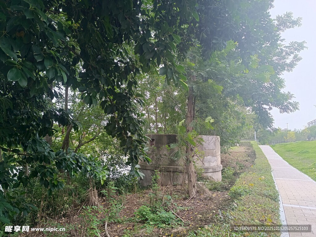 林间小道旁的绿植与石碑