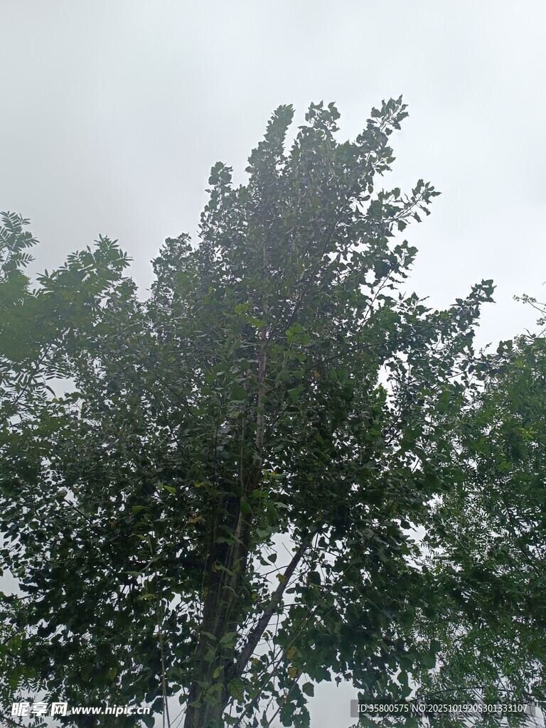 雨中葱郁树木