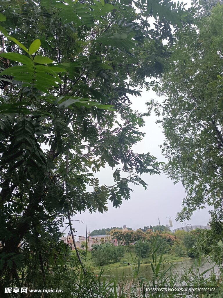 林间绿意景观