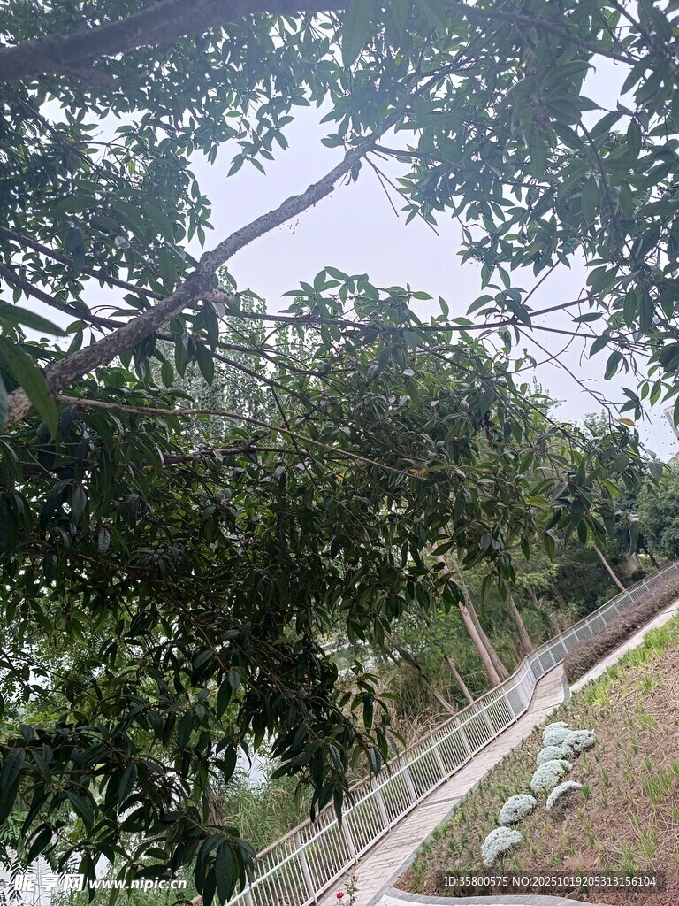 繁茂绿树旁的蜿蜒小路