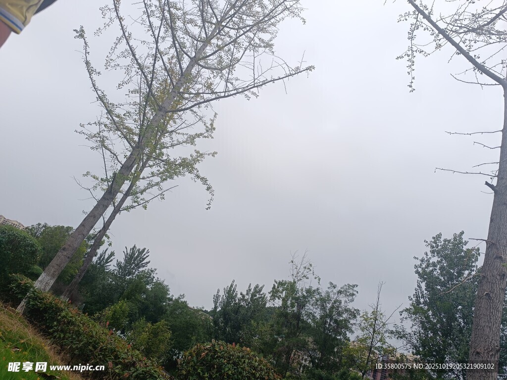 户外树林中的树木景象