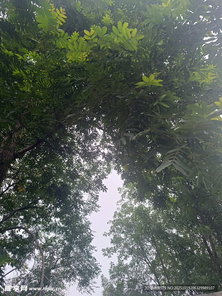 林间阳光透过繁茂树叶