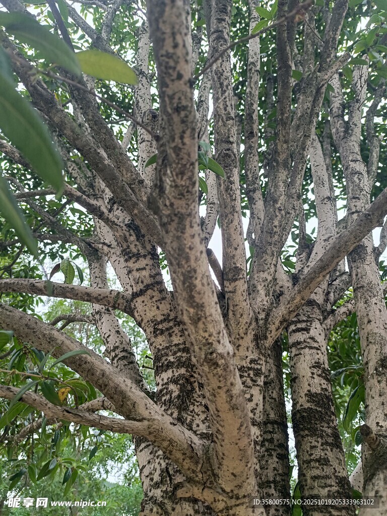 粗壮繁茂的树干